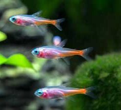 Albino Neon Tetra