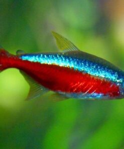 Alternative view of Cardinal Tetra
