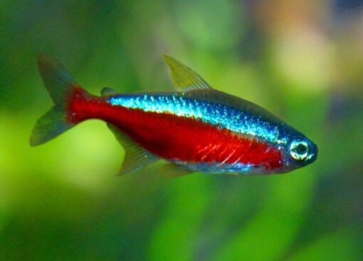 Cardinal Tetra - Image 2