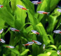 Diamond Head Neon Tetra