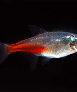 Alternative view of Diamond Head Neon Tetra