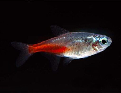 Diamond Head Neon Tetra - Image 2