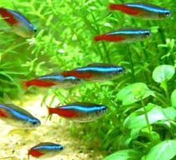 Neon Tetra