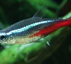 Cardinal Tetra