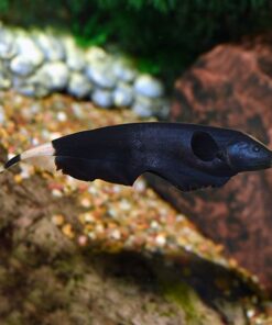 Black Ghost Knife Fish