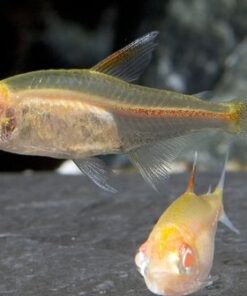 Alternative view of Albino Blowlight Tetra