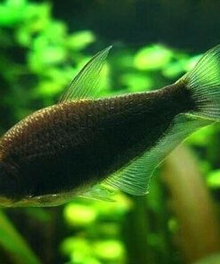 Alternative view of Black Emperor Tetra
