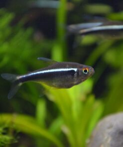 Alternative view of Black Neon Tetra