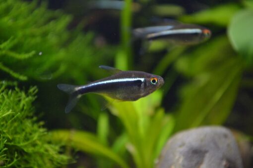 Black Neon Tetra - Image 2