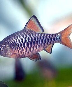 Alternative view of Checkered Barb