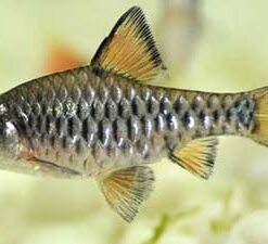 Checkered Barb