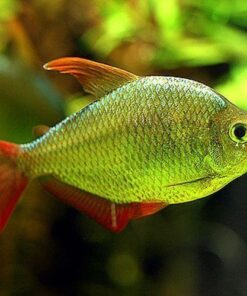 Alternative view of Columbian Tetra