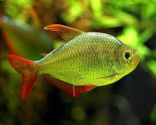 Columbian Tetra - Image 2