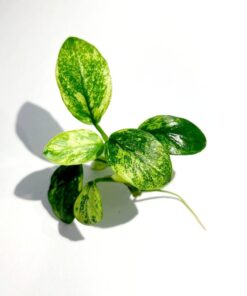 Anubias Pinto