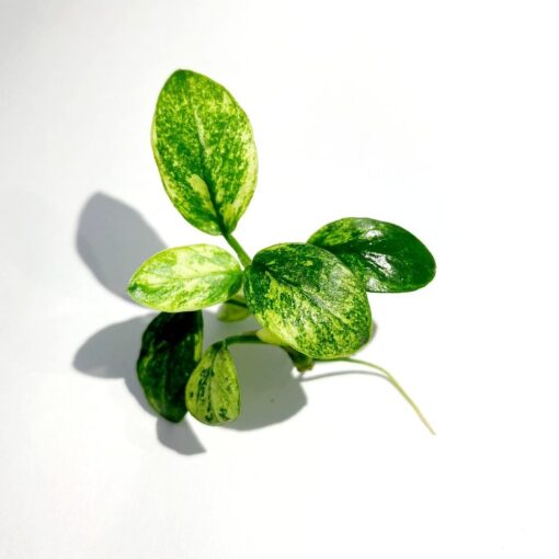 Anubias Pinto