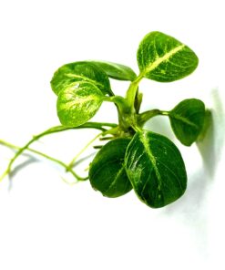 Anubias Stardust
