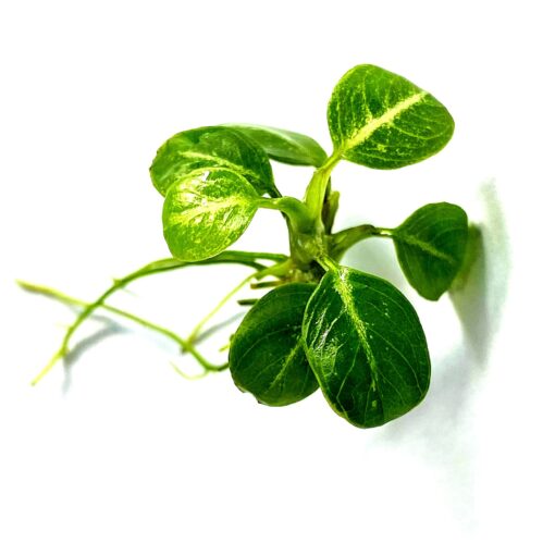 Anubias Stardust