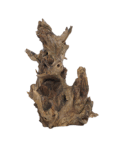 Java Coral Wood