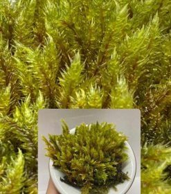 Bryophyta sp. 3