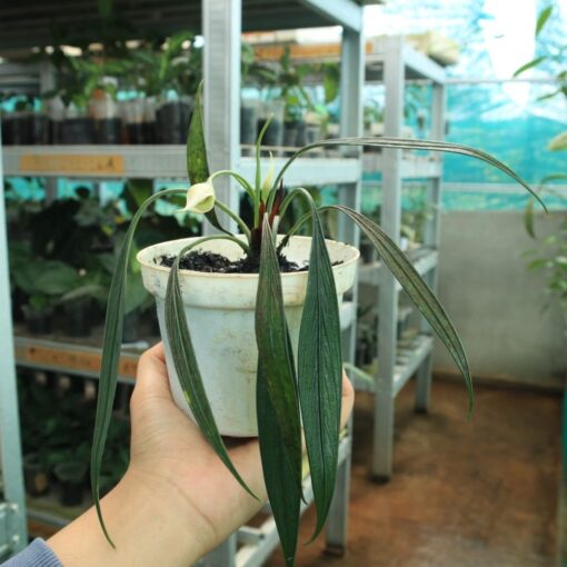 Aridarum Perisai (Josefia Intricata)