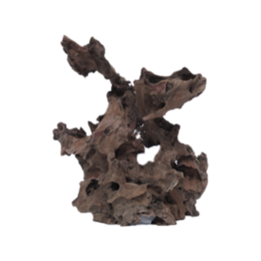 Java Dragon Wood