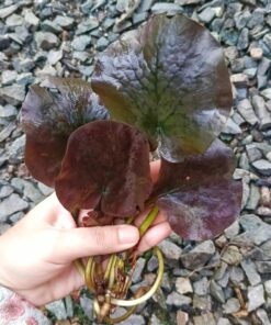 Barclaya Motleyii