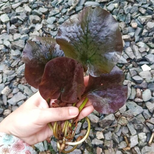 Barclaya Motleyii