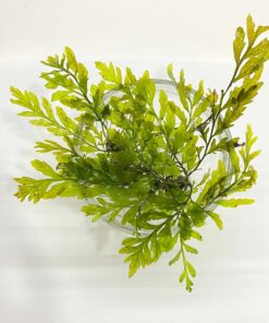 Bolbitis Heudelotii