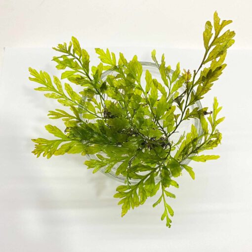 Bolbitis Heudelotii