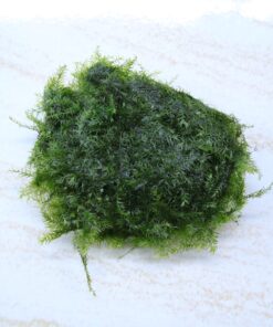Aquatic Plant