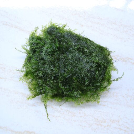 Moss Fissiden Nobilis