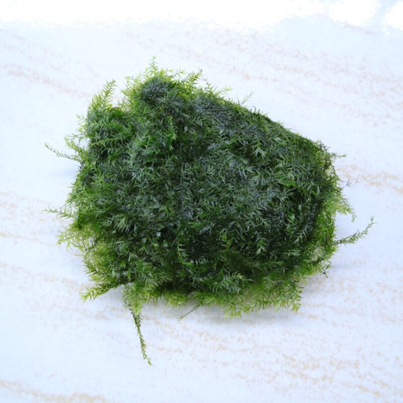 Aquatic Plant