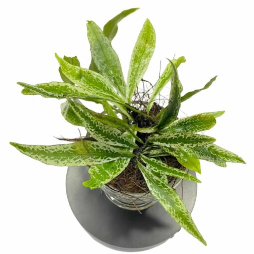 Microsorum Silver Storm