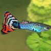 Assorted Guppy Male