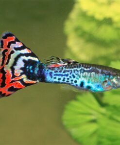 Assorted Guppy Male