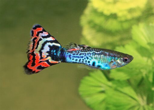 Assorted Guppy Male