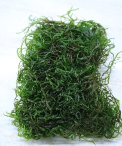 Moss Flame
