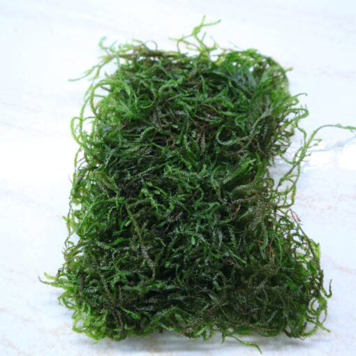 Moss Flame