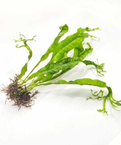 Microsorum Windelop