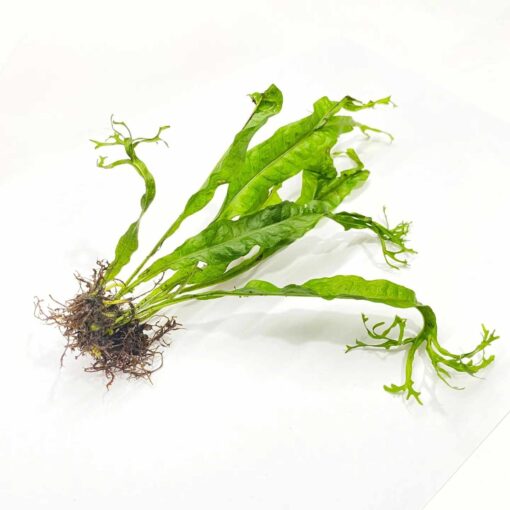 Microsorum Windelop