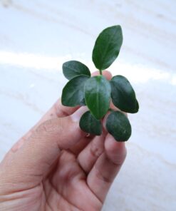 Anubias Nana Bonsai