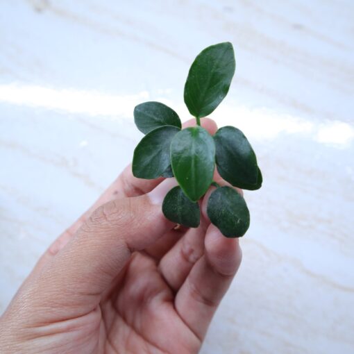 Anubias Nana Bonsai
