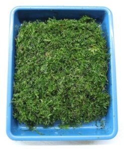 Moss Peacock