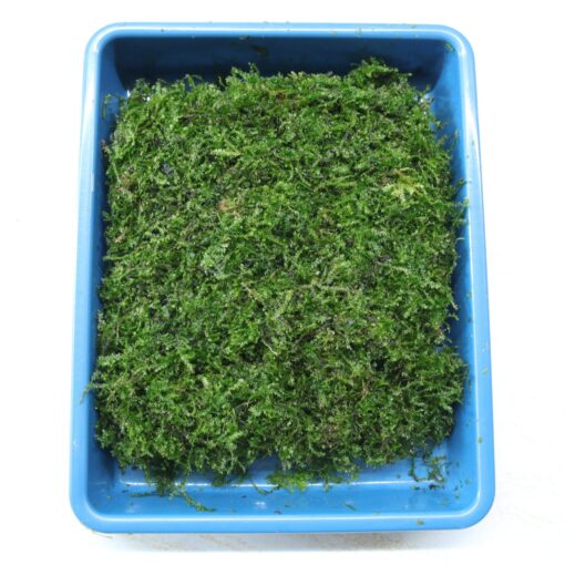 Moss Peacock