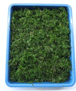 Moss Weeping