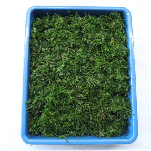Moss Weeping