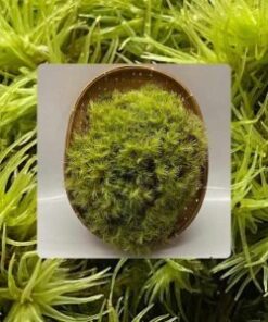 Terrarium Plant