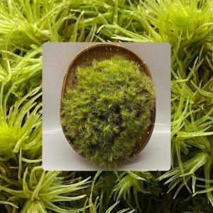 Terrarium Plant