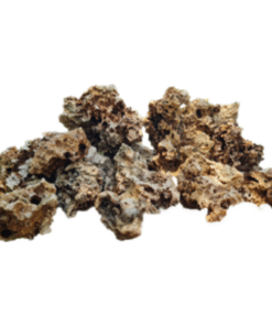 Coral Stone