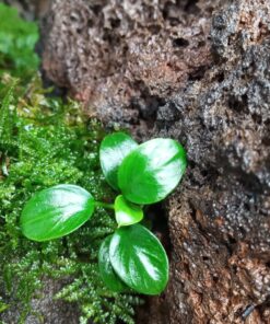 Anubias Black